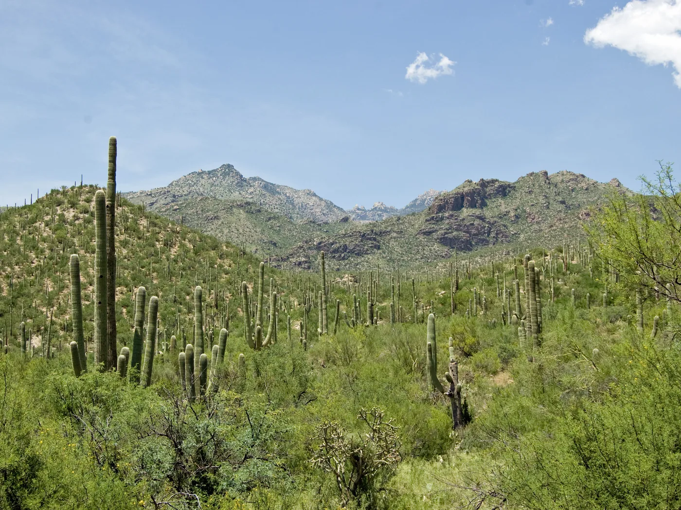 Catalina Foothills